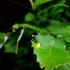 その138. 梅雨ですね。湿気は苦手ですよよよ。