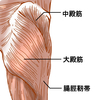 腰痛の原因の筋肉はこれです！