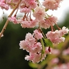 春の木の花～ヒヨドリ２-２