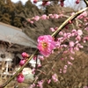 当山恒例の春季大護摩祭を行いました