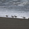 今の季節のミユビシギ