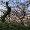 桜の季節がやってきた🌸