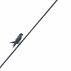 Blue-and-white Swallow アイイロツバメ
