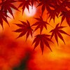 「散策日和＠小金井公園＃２８_シャトルともみじ🍁と極旨カツカレー♪」_撮影特訓編