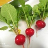 初めてのベランダ菜園、ラディッシュを収穫♪