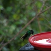 Buff-winged Starfrontlet モンツキインカハチドリ