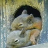 野田のコウノトリ、今年も放鳥