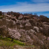 長野県池田町にある陸郷山桜、丘陵に広がる山桜は5分咲き、見頃はこれから