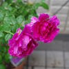 秋の薔薇咲き始めました・・・雨だけど！