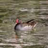 鳥見を始めてから初見のバン