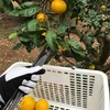 みかん狩り🍊🍊🍊🍊🍊