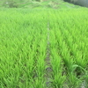 稲の成長