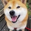 柴犬  柴犬ラミくん 紹介