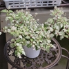 ジュズサンゴ 絣の育て方と注意点：美しい斑入り植物を元気に育てるコツ