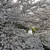 さくら、咲く。2025/4/5(土)