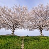 桜並木をきり撮る