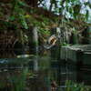 レフレックスレンズで野鳥撮影、初夏の石神井公園でバードウオッチングしてきた。