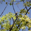 靭公園でセンダイムシクイやコサメビタキ(靭公園探鳥2017/04/10-2017/04/14)