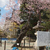 桜前線スタート