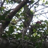 ズアカエボシゲラ Pale-billed Woodpecker