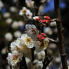 ３月ですよ！