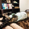 【第一弾】猫好きならたまらない、ちょこちゃんの面白写真集(笑)