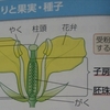 ②植物の仲間