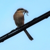 リアルな「モズ（百舌鳥）」の食事風景（２例）