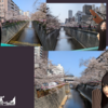 フウナ in リアル　2026・３月 春🌸桜🌸巡り　～その３ 中目黒 目黒川と不動前 かむろ坂～
