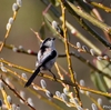 日本　2021年2月22日　散歩道の野鳥たち