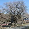 延命地蔵堂の桜（長野県須坂市）