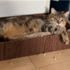 ゴロゴロするあんころもち特集69