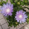 ストケシア開花