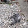 雨戸を開けたらハーくん(野良猫)が☀️😃❗