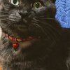 【保護猫】くろねこちゃんねるを紹介するにゃ 8　【YouTubeの収益を全額ネコのために寄付中】