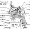 ヒトとサルを分けた声帯の進化