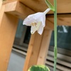 ギボウシの開花