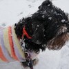 湿った雪の一日