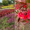 ７月後半の花 in 平塚花菜園２／ベゴニアを詠んだ短歌　　出会った大輪のフヨウはおそらくアメリカフヨウ．宿根サルビアは私の好きな花．初めてであつた「宿根フロックス」．花壇にはヒャクニチソウ，メキシコヒャクニチソウ，センニチコウ．そしてベゴニア．　ひねもすを暑に労れし目にしみるベコニアの花のよき紅さかな　佐佐木信綱　　わが額汗にじみつつ椅（よ）る卓にベコニアの葉は色驕（おご）りたり　植松壽樹　　ベゴニアの紅透る茎に似て少女はやさし花売るときも　浅田雅一