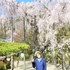 ２０２３年３月　大阪・京都桜紀行８日間③