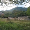 キリンとシマウマの後景