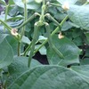 愛しき我がお野菜たち・・・♪
