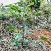 【森づくり】久しぶりの太陽と、鳥の声。植物たちが育っているお山。