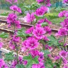 線路沿いに咲いていた花