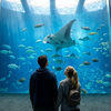 【完全ガイド】夏の涼しいお出かけはここ！日本唯一のジュゴンに会える「鳥羽水族館」の魅力やイベント情報を徹底解説