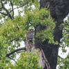 フクロウの巣立ち雛