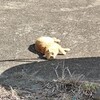 美容院どうしようか問題（お金かけたくない）