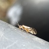 チャタテムシ