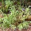 猛暑で枯れてしまった植物と、夏バテ中の植物｜8月の庭