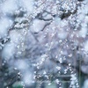 満開の梅の世界大阪城公園梅園